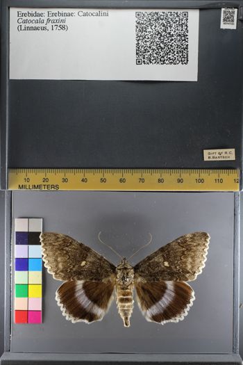 Media type: image;   Entomology 747161